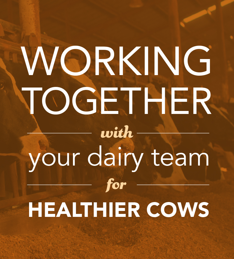 Working together with your dairy team for healthier cows.